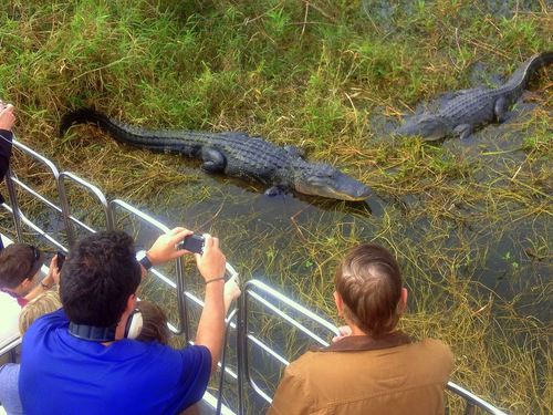 Port Canaveral (Orlando) alligators Tour Reviews
