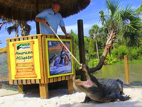 Port Canaveral (Orlando)  Florida / USA wild animal Cruise Excursion Booking