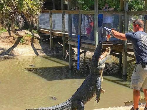 Port Canaveral (Orlando) florida habitat Cruise Excursion Reviews