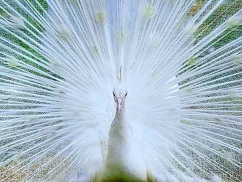 Port Canaveral (Orlando)  Florida / USA wild florida Tour Reservations