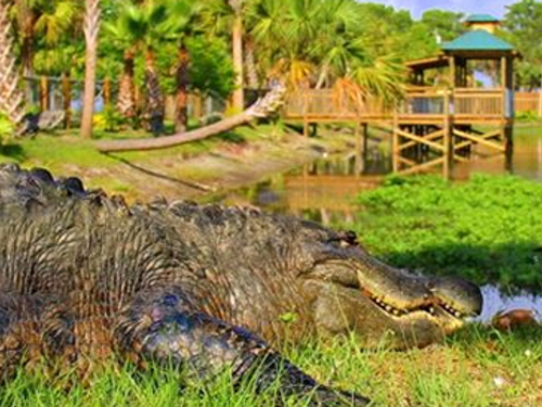 Port Canaveral (Orlando) florida everglades Shore Excursion Cost