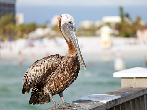 Port Canaveral (Orlando) Clearwater Beach Trip Booking