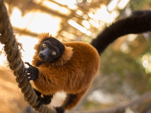 Port Canaveral (Orlando) florida everglades Excursion Reservations