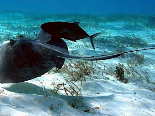 Grand Cayman   Stingray City  Excursion Reservations