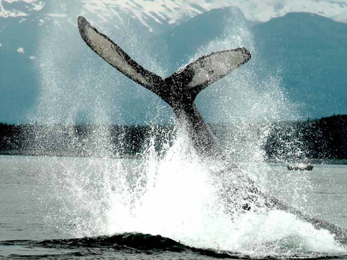 Juneau Alaska orcas watching Cruise Excursion Booking