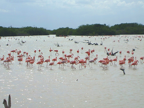 Progreso Flamingos Cruise Excursion Reservations