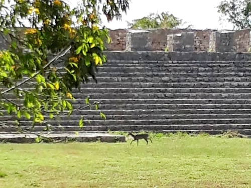 Progreso (Yucatan)  Mexico Mayan Ruins Shore Excursion Prices