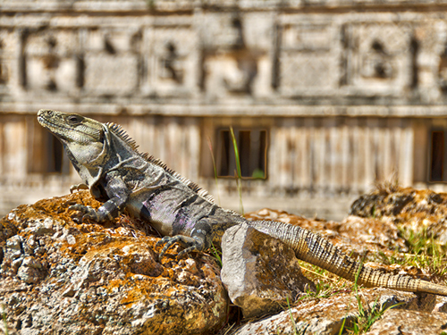 Progreso (Yucatan) Mexico Mayan Architecture Cruise Excursion Tickets