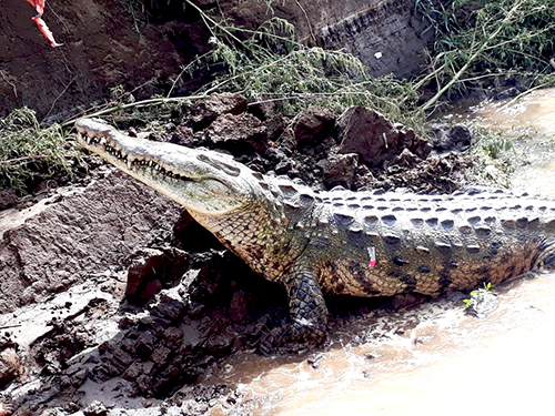 Puerto Caldera Costa Rica Wagon Ride Sightseeing Excursion Tickets