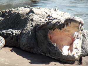 Puerto Caldera Private Combo Highlights Sightseeing Excursion