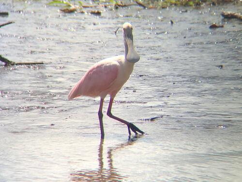 Puerto Caldera Private Jungle and River ATV and Crocodile Boat Safari Excursion
