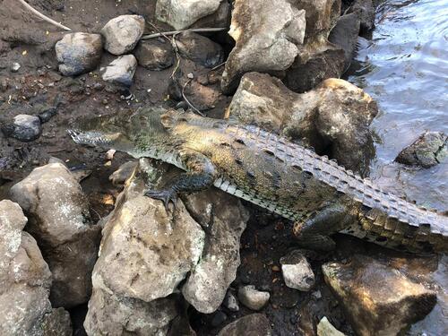 Puerto Caldera Private Rainforest Treetop Skywalk, River Cruise and Sightseeing Excursion