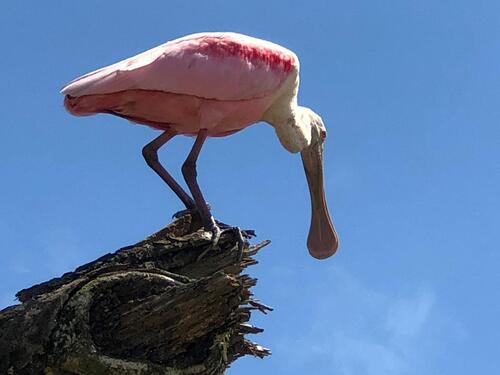 Puerto Caldera Private Rainforest Treetop Skywalk, River Cruise and Sightseeing Excursion