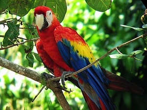 Puerto Caldera Rainforest Treetop Skywalk, River Cruise and Sightseeing Excursion