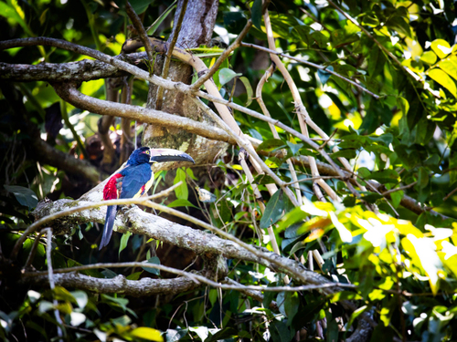 Puerto Limon Costa Rica Veragua rain forest Trip Reviews