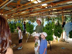Puerto Limon Highlights, Rainforest, City, River Cruise, Banana Plantation, and Shopping Excursion