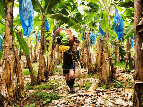 Puerto Limon Private Highlights, Rainforest, City, River Cruise, Banana Plantation and Shopping Excursion