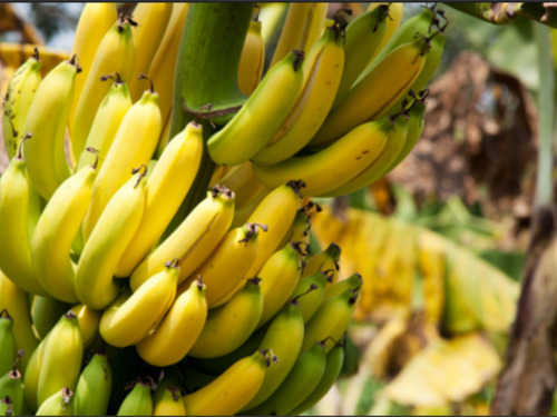 Puerto Limon Private Highlights, Rainforest, City, River Cruise, Banana Plantation and Shopping Excursion