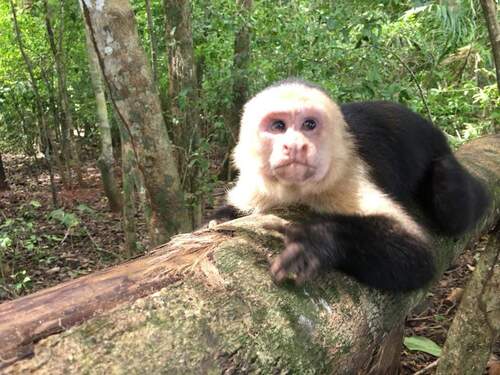 Puerto Limon Private Highlights, Rainforest, City, River Cruise, Banana Plantation and Shopping Excursion