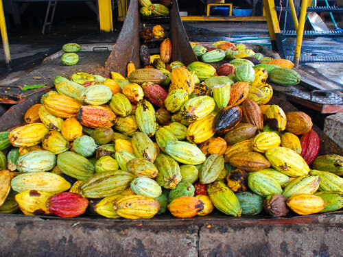 Puerto Limon Private Highlights, Rainforest, City, River Cruise, Banana Plantation and Shopping Excursion