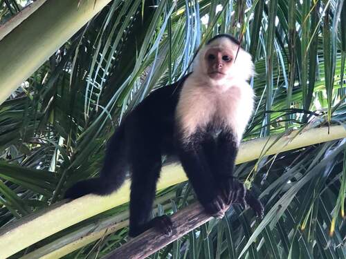 Puerto Limon Private Highlights, Rainforest, City, River Cruise, Banana Plantation and Shopping Excursion