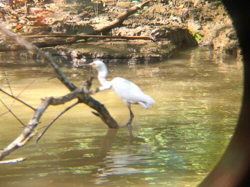 Puerto Limon Private Rainforest Tortuguero Canal and Banana Plantation Excursion