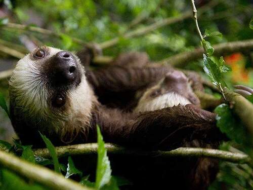 Puerto Limon Private Tropical Rainforest Walk and Banana Plantation Excursion