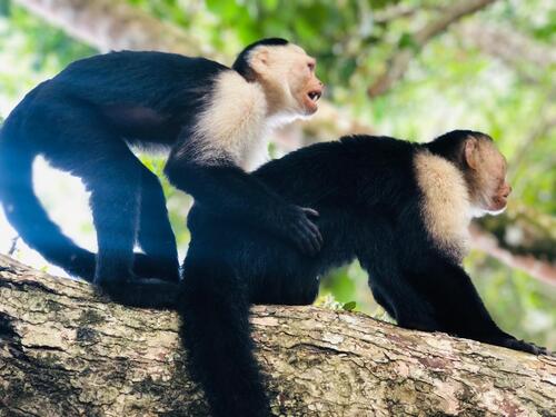 Puerto Limon Private Tropical Rainforest Walk and Banana Plantation Excursion