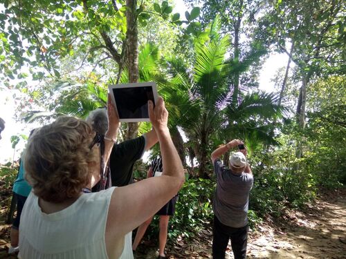 Puerto Limon Private Tropical Rainforest Walk and Banana Plantation Excursion