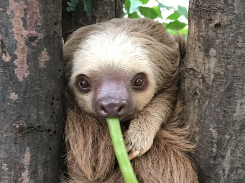 Puerto Limon Private Tropical Rainforest Walk and Banana Plantation Excursion