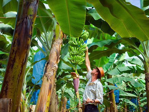 Puerto Limon Private Tropical Rainforest Walk and Banana Plantation Excursion