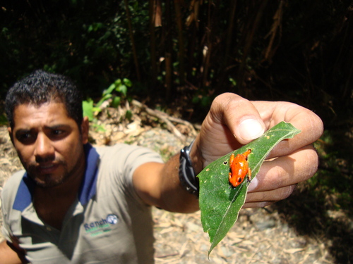 Puerto Limon Private Tropical Rainforest Walk and Banana Plantation Excursion