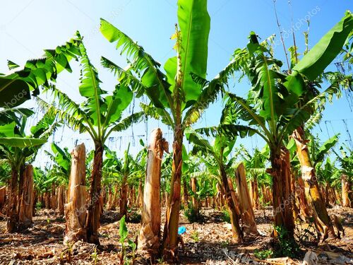 Puerto Limon Private Tropical Rainforest Walk and Banana Plantation Excursion