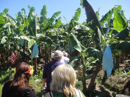 Puerto Limon Private Tropical Rainforest Walk and Banana Plantation Excursion