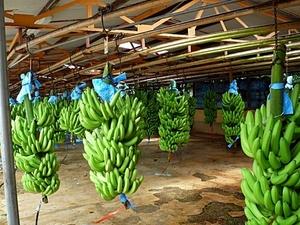 Puerto Limon Tropical Rainforest Walk and Banana Plantation Excursion