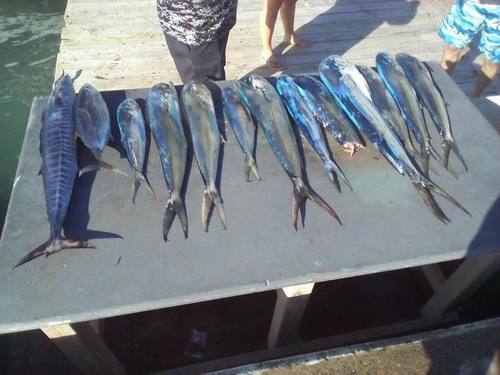 Puerto Plata Taino Bay  Dominican Republic Deep Sea Fishing Shore Excursion Booking
