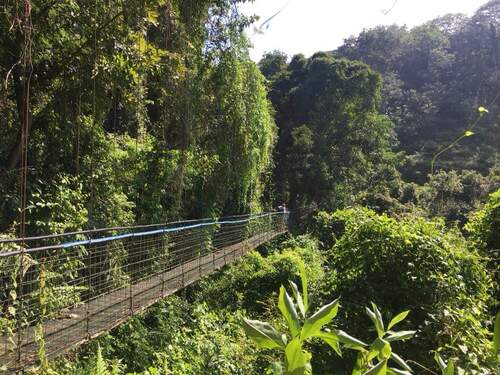 Puntarenas Private Rainforest Treetop Skywalk and Tarcoles River Cruise Excursion