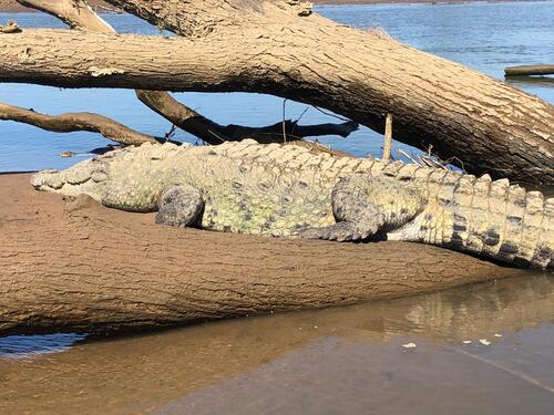 Puntarenas Private Rainforest Treetop Skywalk and Tarcoles River Cruise Excursion