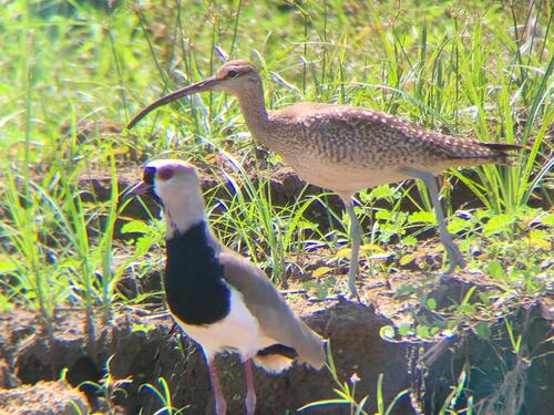 Puntarenas Private Super Combo Highlights and Sightseeing Excursion