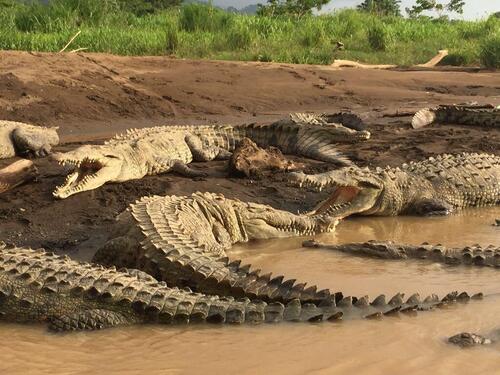 Puntarenas Private Super Combo Highlights and Sightseeing Excursion