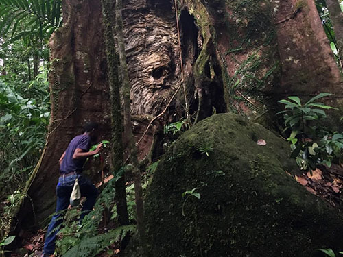 St. Lucia (Castries) fauna Excursion Tickets