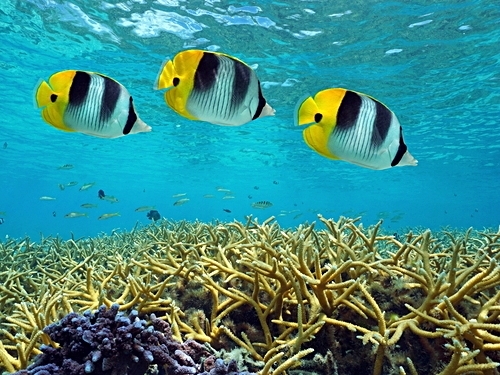 Grand Turk all included beach break Trip Tickets