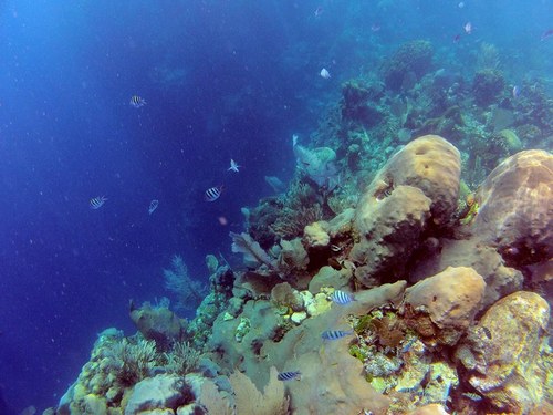 Roatan Beach Break Excursion Booking