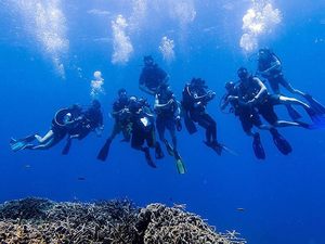 Roatan Certified 2-Tank SCUBA Dive at Mary's Place and Shipwreck Excursion