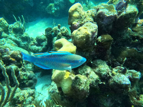 Roatan Clear Boat, Snorkeling, and Private Beach Club Excursion