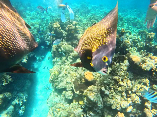 Roatan Clear Boat, Snorkeling, and Private Beach Club Excursion