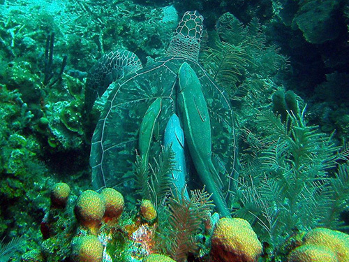 Roatan Colorful Fish Diving Shore Excursion Reservations