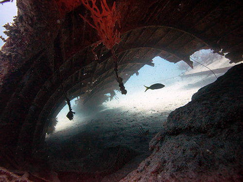 Roatan Colorful Fish Diving Tour Tickets