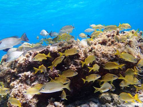 Roatan Coral Reef  Cruise Excursion Reservations