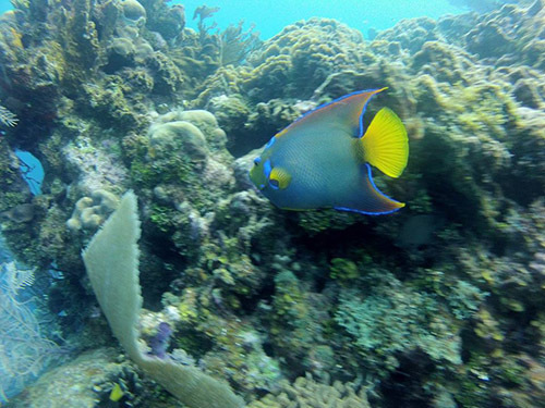 Roatan French Cay Excursion Prices